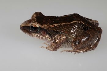 Media type: image;   Herpetology A-148549